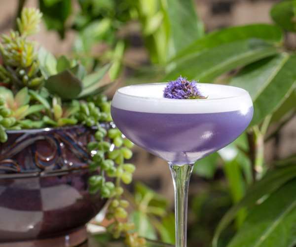 Lavender hued cocktail